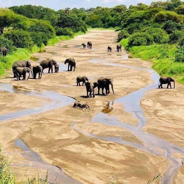 Tantra A herd of elephants moving through the forest.