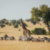 Tantra In the heart of the forest, a giraffe stands tall beside a gathering of zebras.