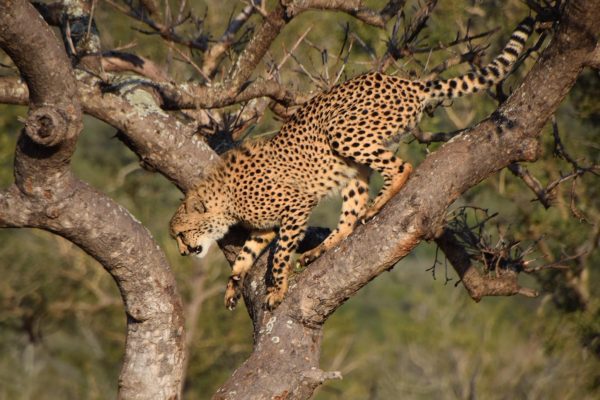 Tantra A majestic lion on a tree trunk in the African savanna, symbolizing the calmness and connection to nature that embodies intimacy, love, and meditation.