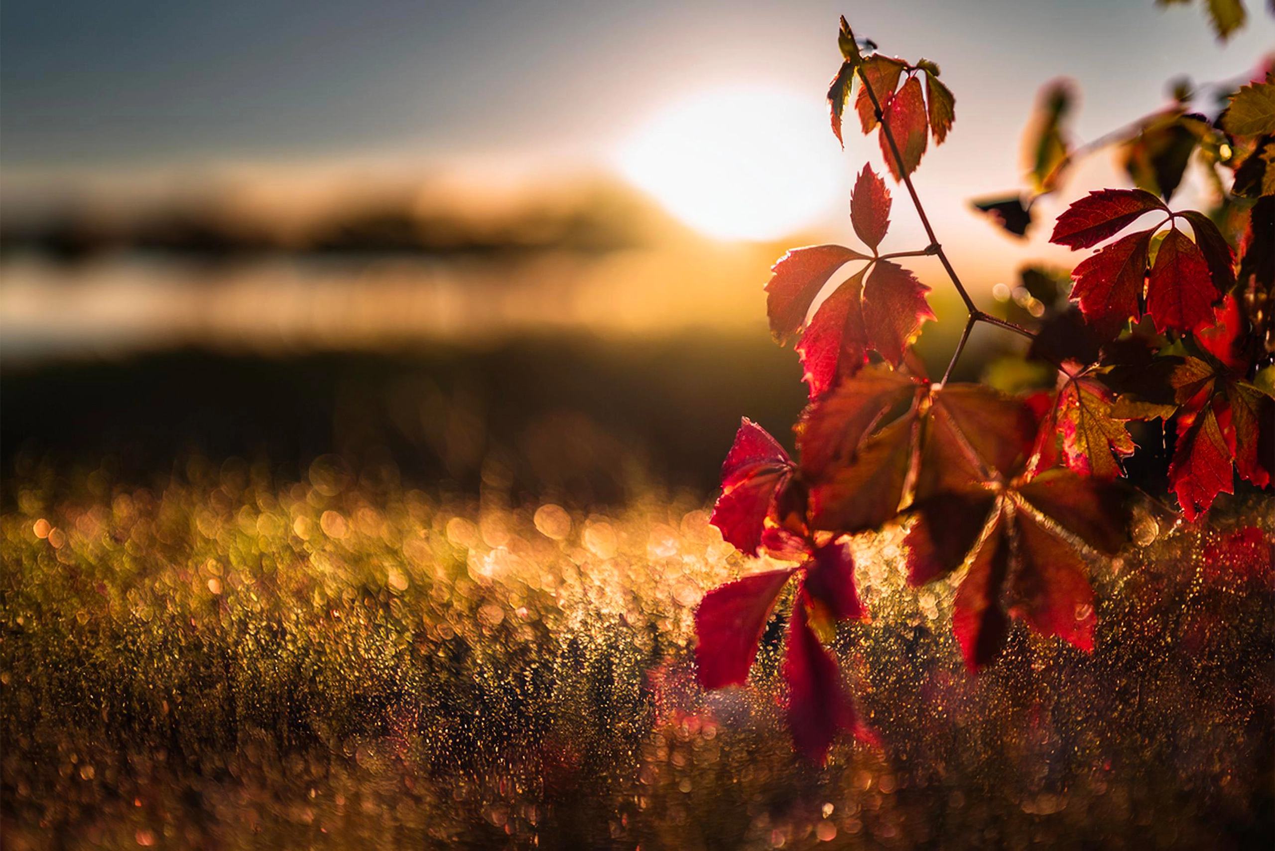 Tantra Autumn Leaf Colors and Their Divine Power