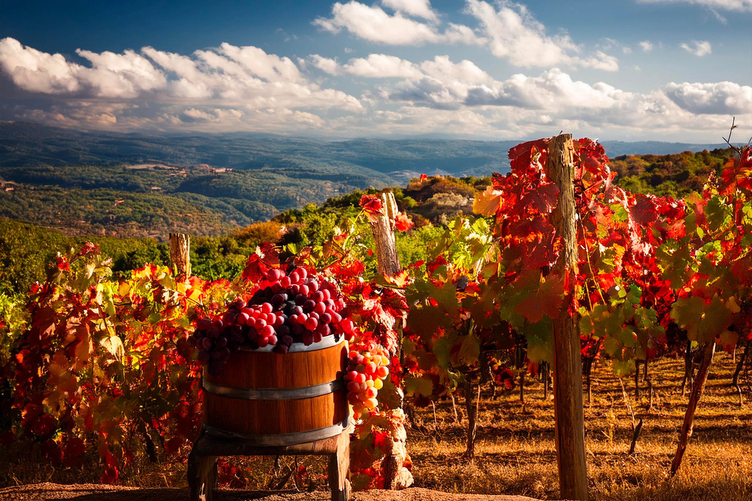Tantra Handpicked grapes during the Amarone harvest in the Valpolicella vineyards