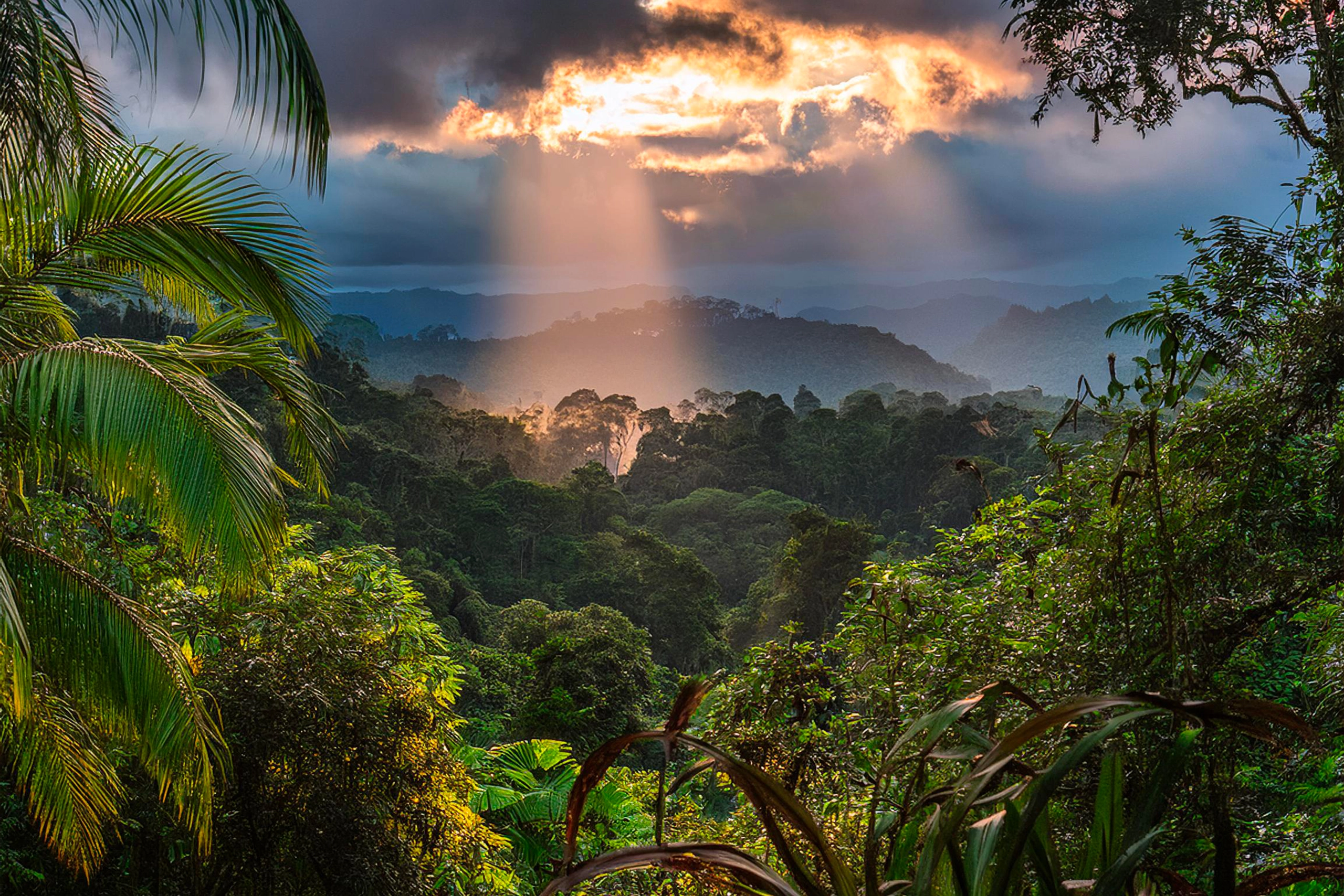 Tantra Path through a serene forest with sunlight filtering through the trees