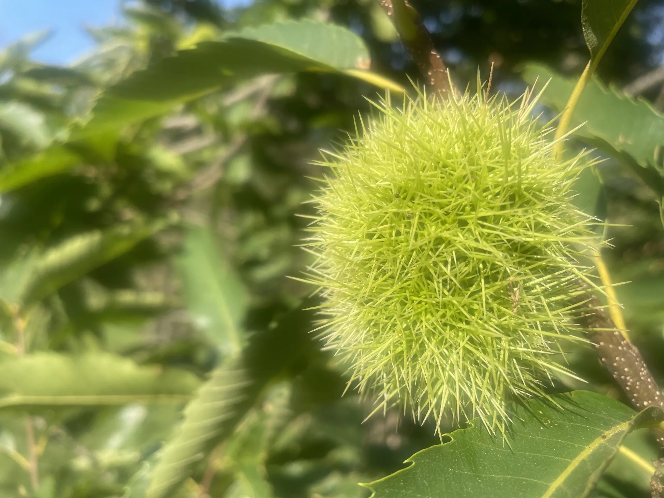 Tantra Close-up of a closed chestnut shell, highlighting its spiky exterior