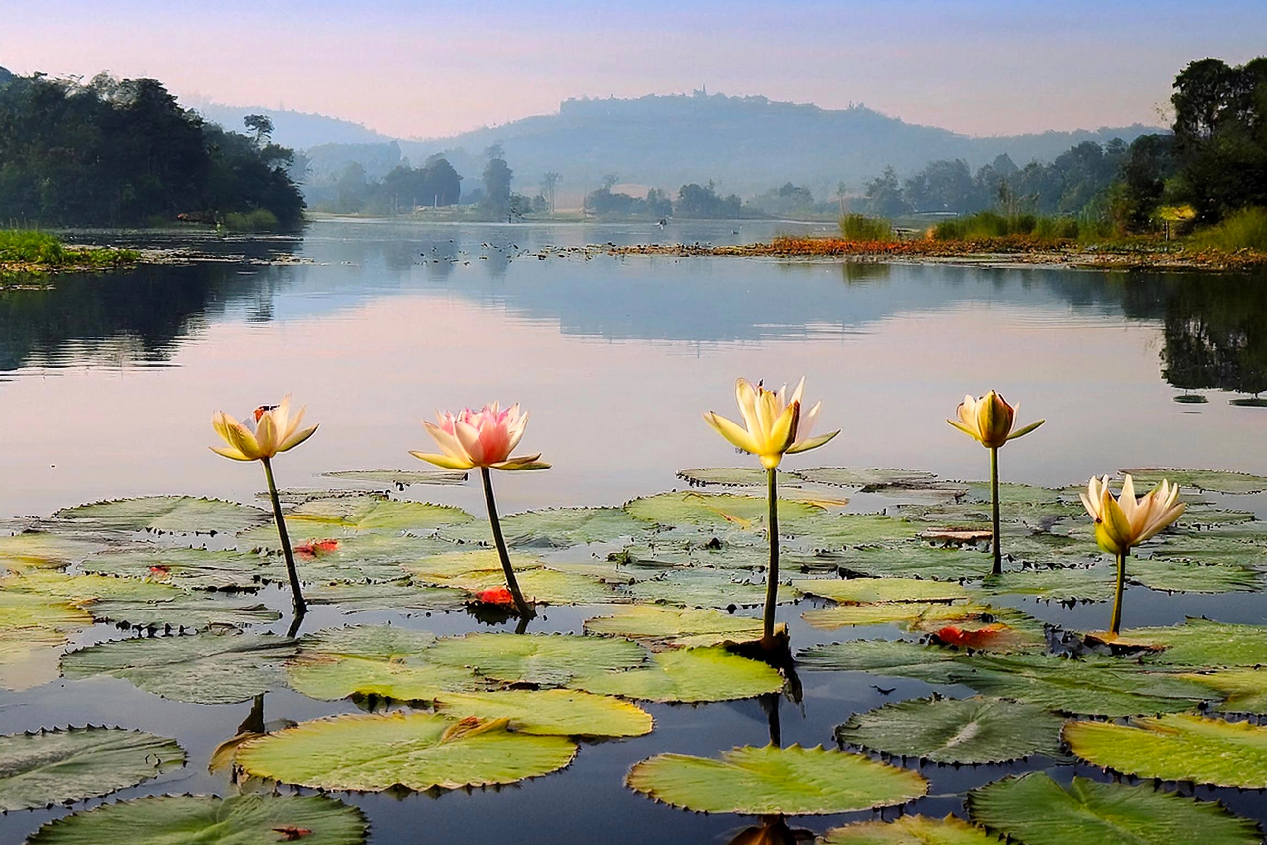 Lotus flower representing purity and spiritual awakening, symbolizing the essence of the Tantric ritual for inner healing and the release of blocked energies