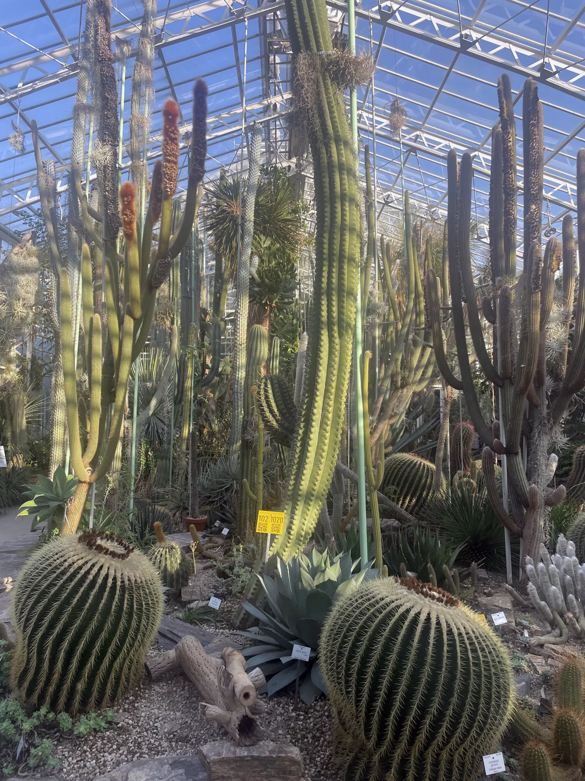 Surrounded by tall cactus plants in the greenhouse, capturing the raw beauty and resilience of nature