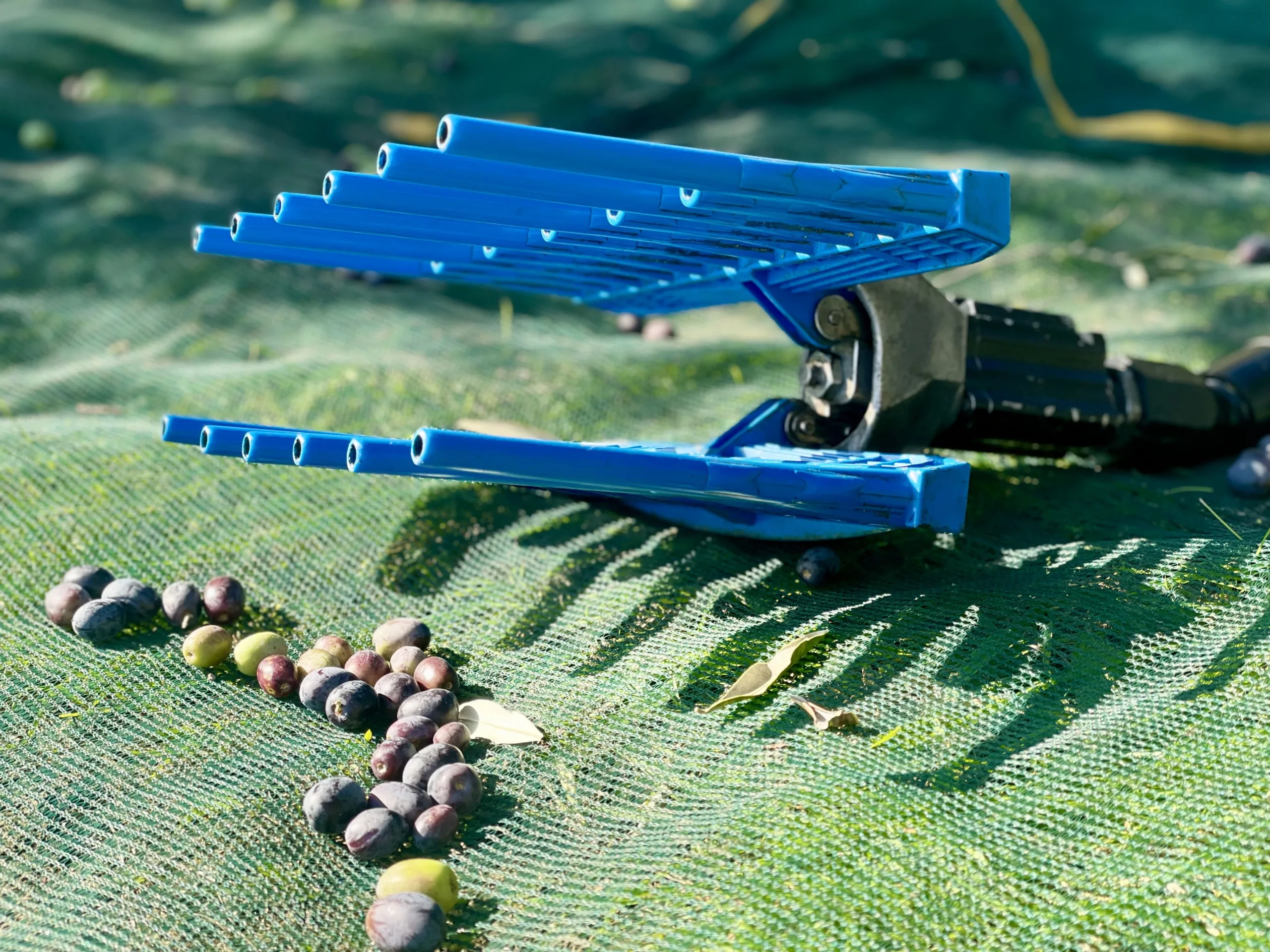 Olive comb with freshly harvested olives, highlighting the comb’s teeth and the olives’ vibrant colors