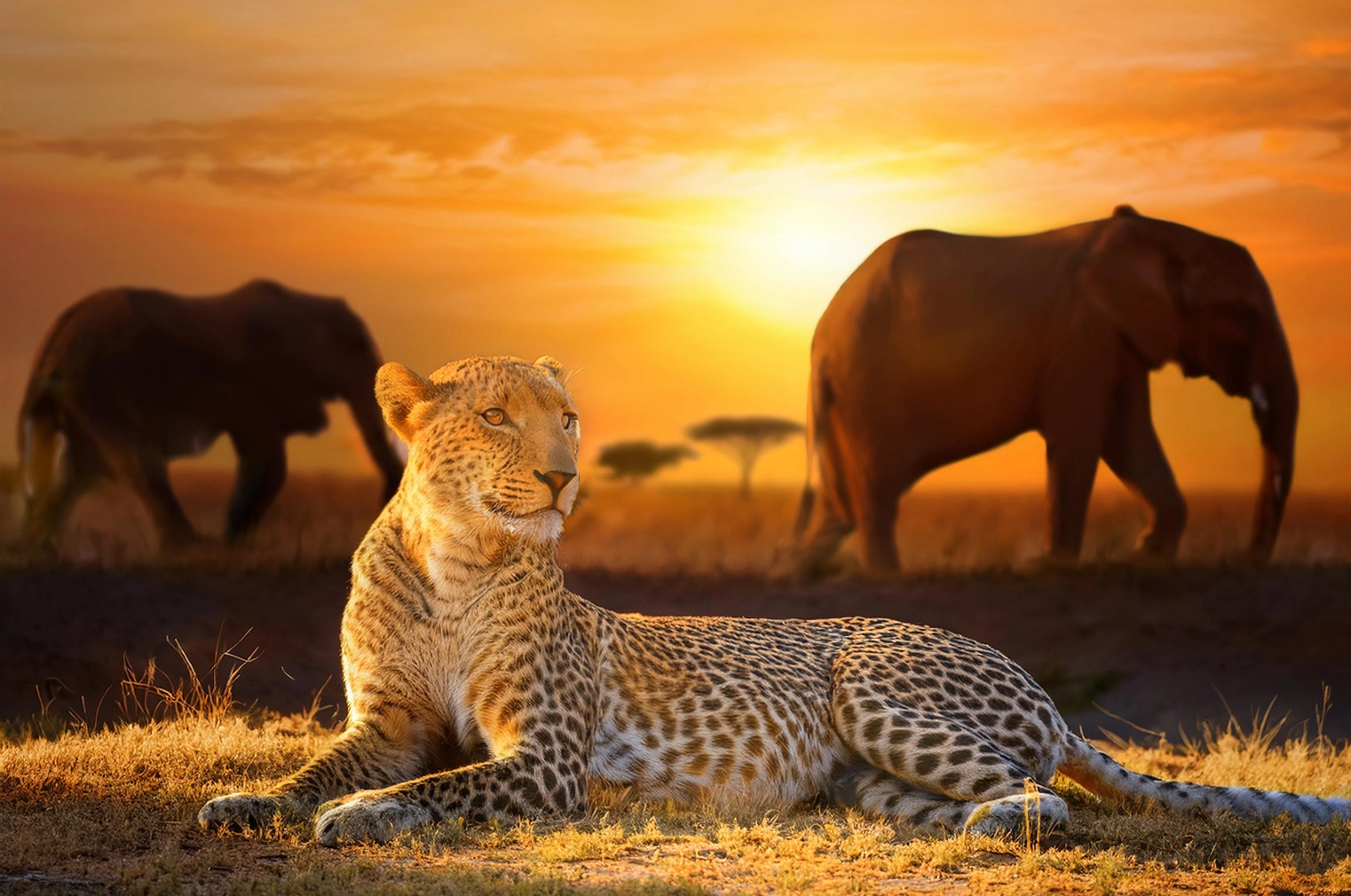 Tantra A lion with two elephants in the background, symbolizing strength and wisdom in the dawn light