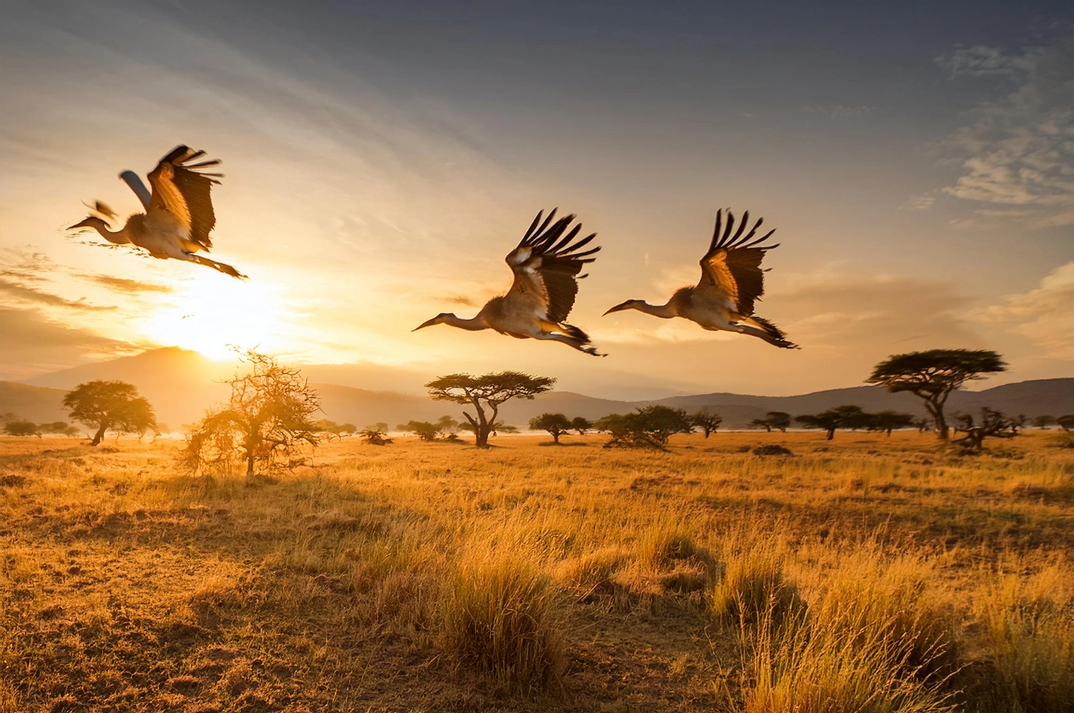 Birds soaring freely in the golden light of dawn over the savannah, symbolizing freedom and the release of illusions