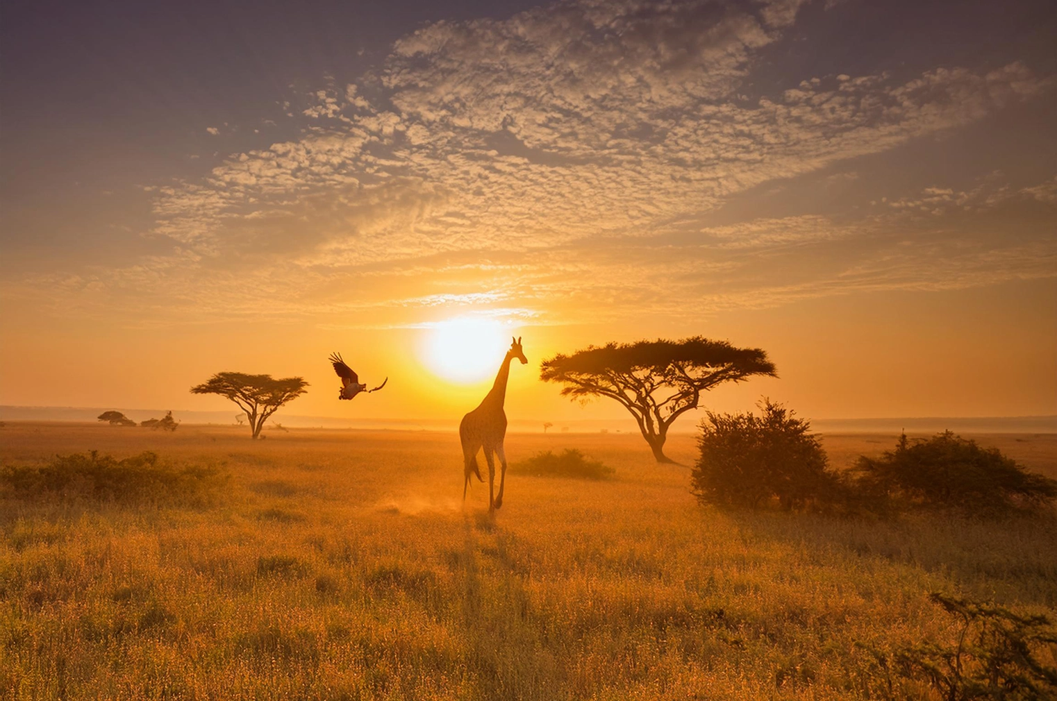 A giraffe gracefully standing in the golden light of dawn, symbolizing clarity and balance