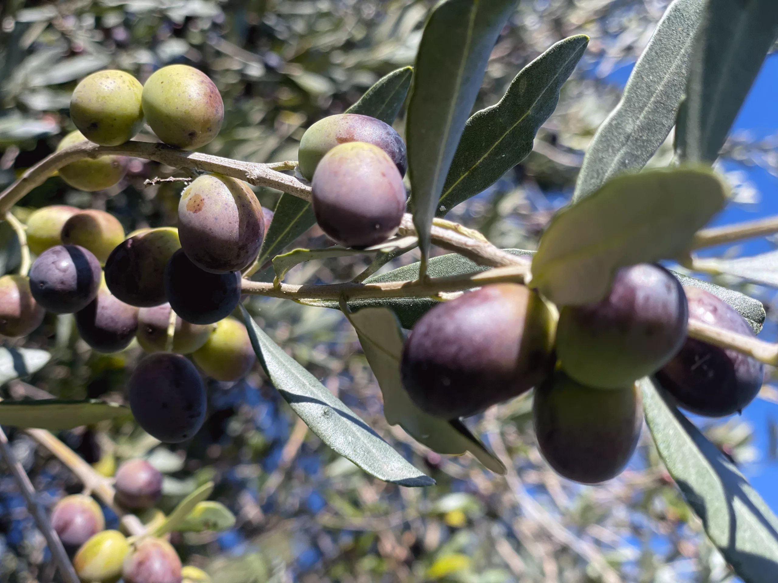 Tantra Olive harvest at Lake Garda, featuring ancient trees and a serene atmosphere