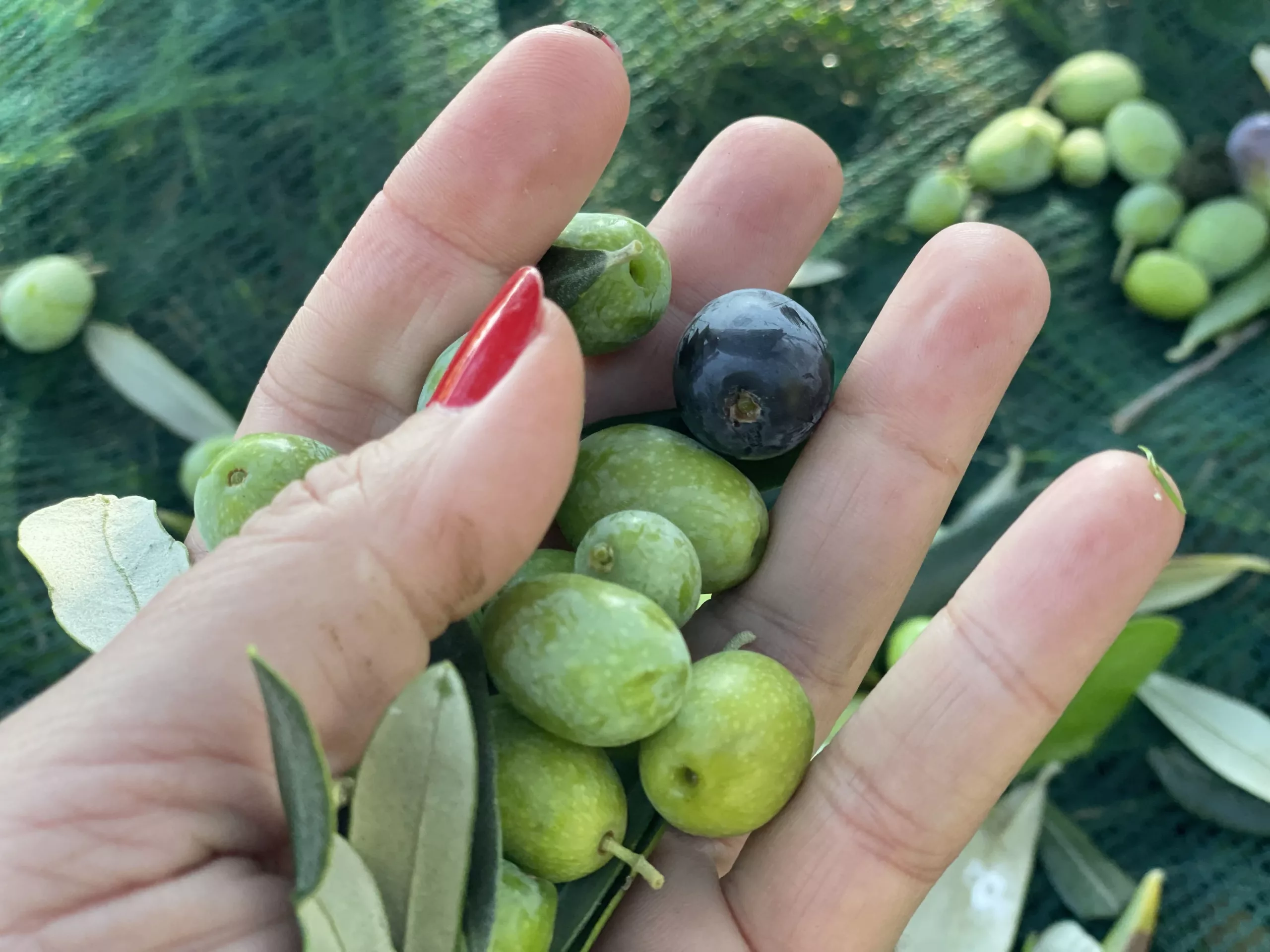 Freshly harvested olives cradled in a hand, showcasing their rich colors and textures