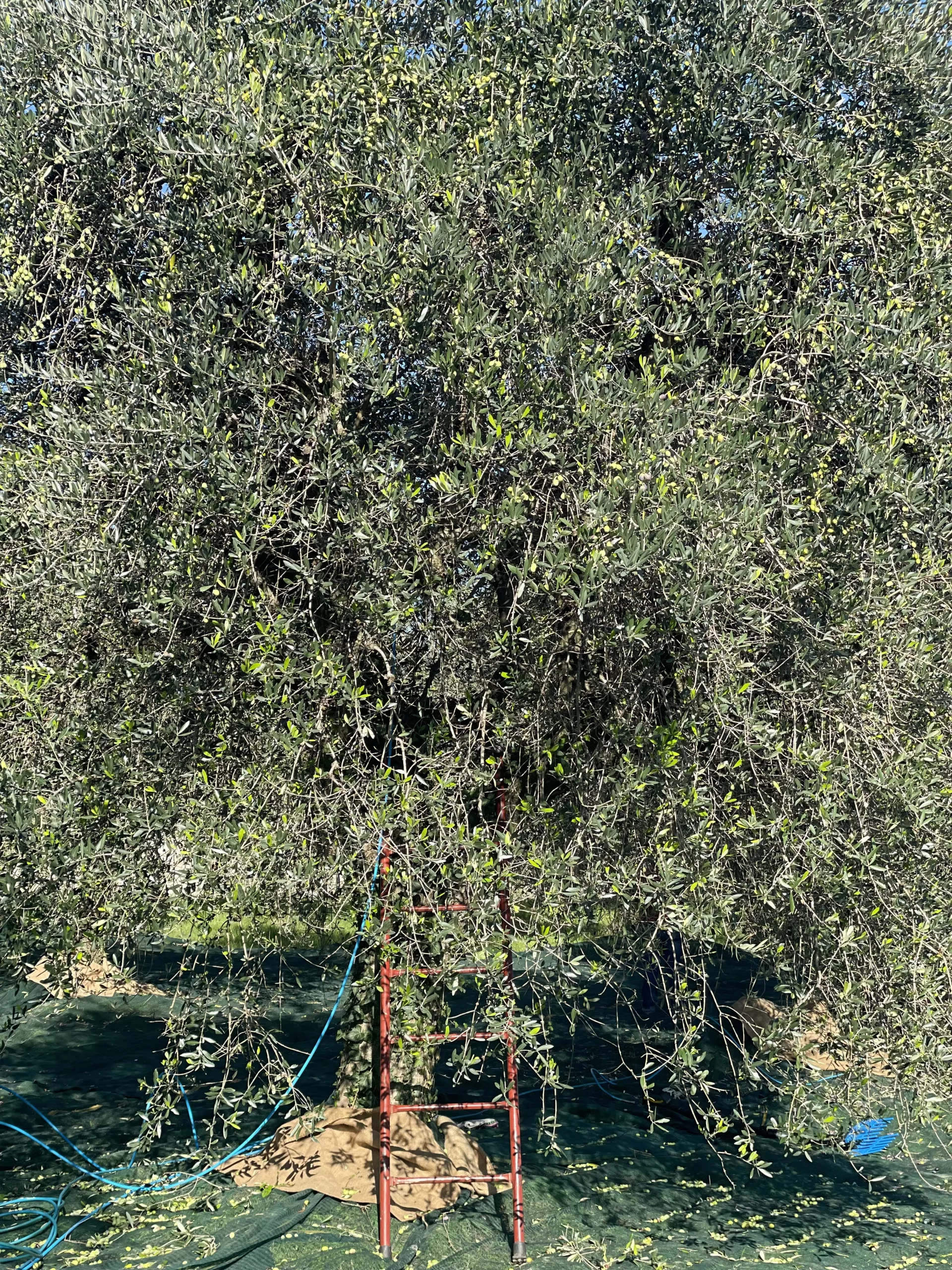 Close-up of an olive tree trunk with gnarled bark and lush green leaves