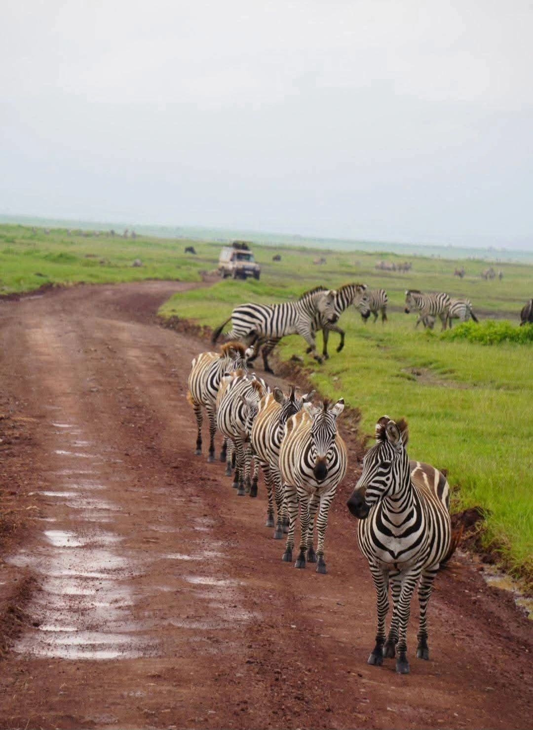A group of zebras walking peacefully through the African savannah, symbolizing harmony, connection, and the universal force of love