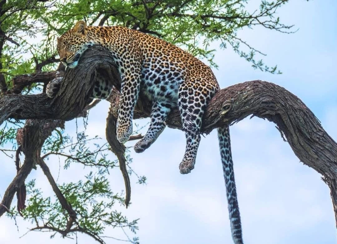 Tantra A majestic lion sleeping peacefully on a tree trunk in the African savanna, symbolizing the calmness and connection to nature that embodies intimacy, love, and meditation.