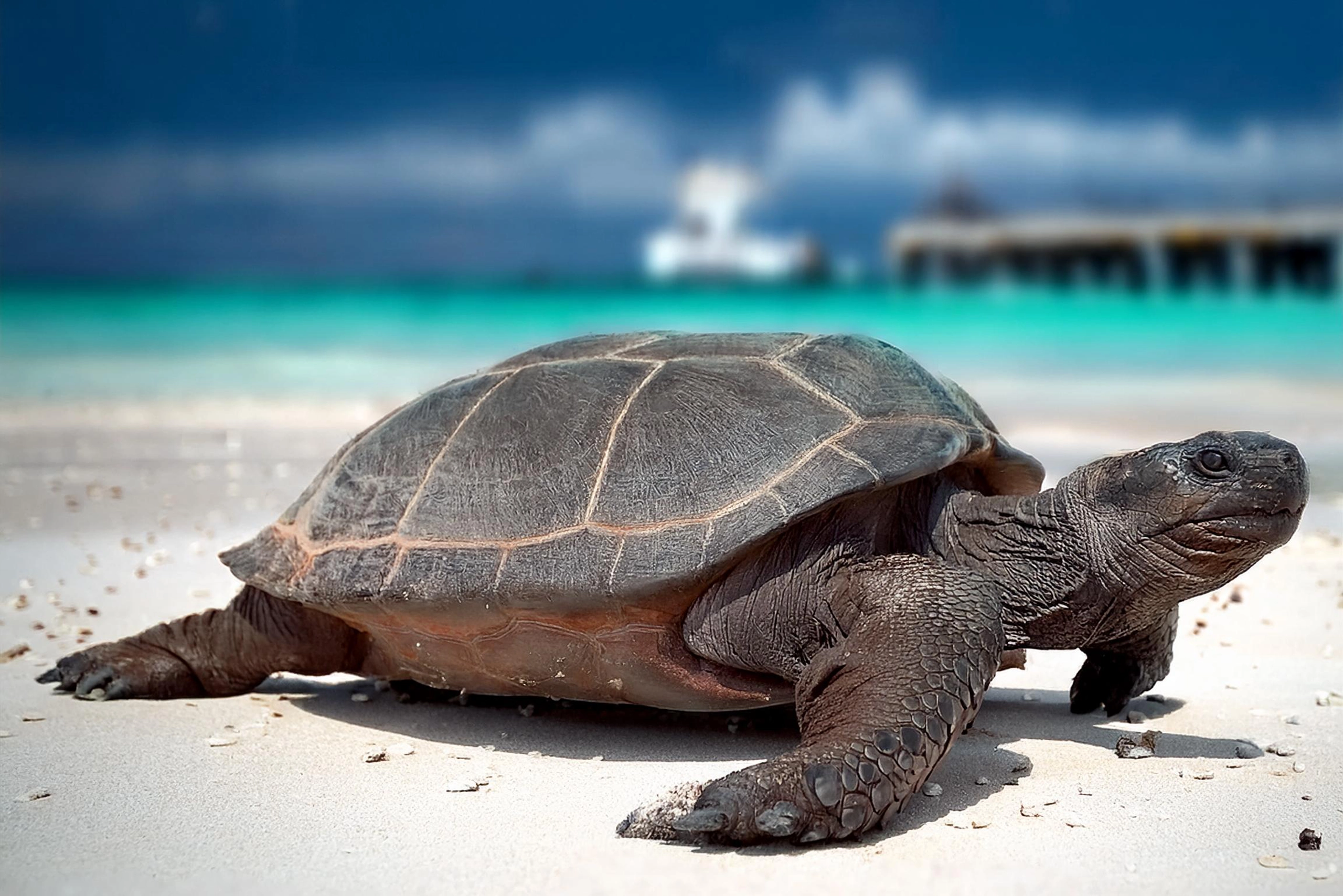 Tantra Close-up of a serene turtle on the white sands of a Zanzibar beach, symbolizing the calm and steady rhythm of life against the backdrop of crystal-clear ocean waters