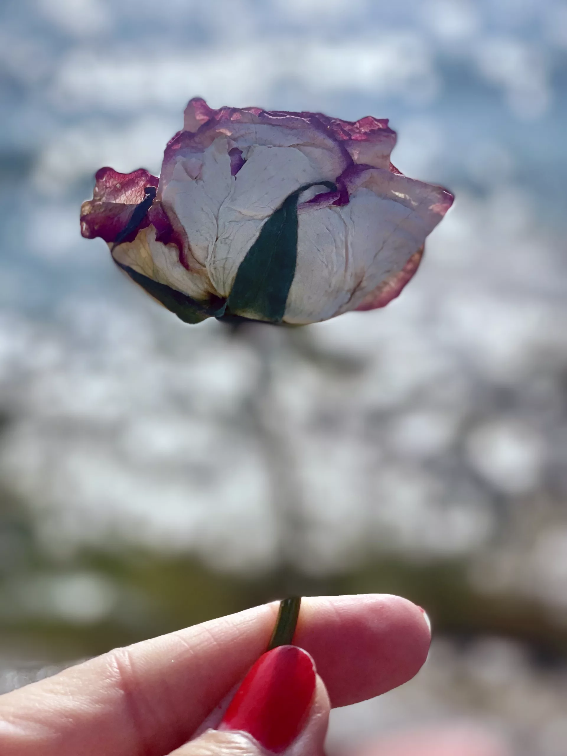 Tantra A dried rose held in hand, with light reflecting off the water, symbolizing an invisible connection and hidden energy