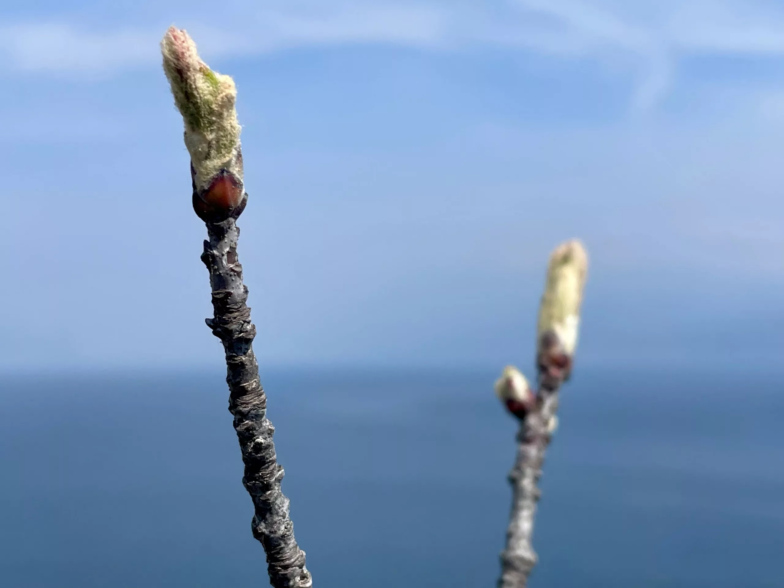 Tantra This would work as a description for an image representing calm, introspection, or a peaceful, reflective space