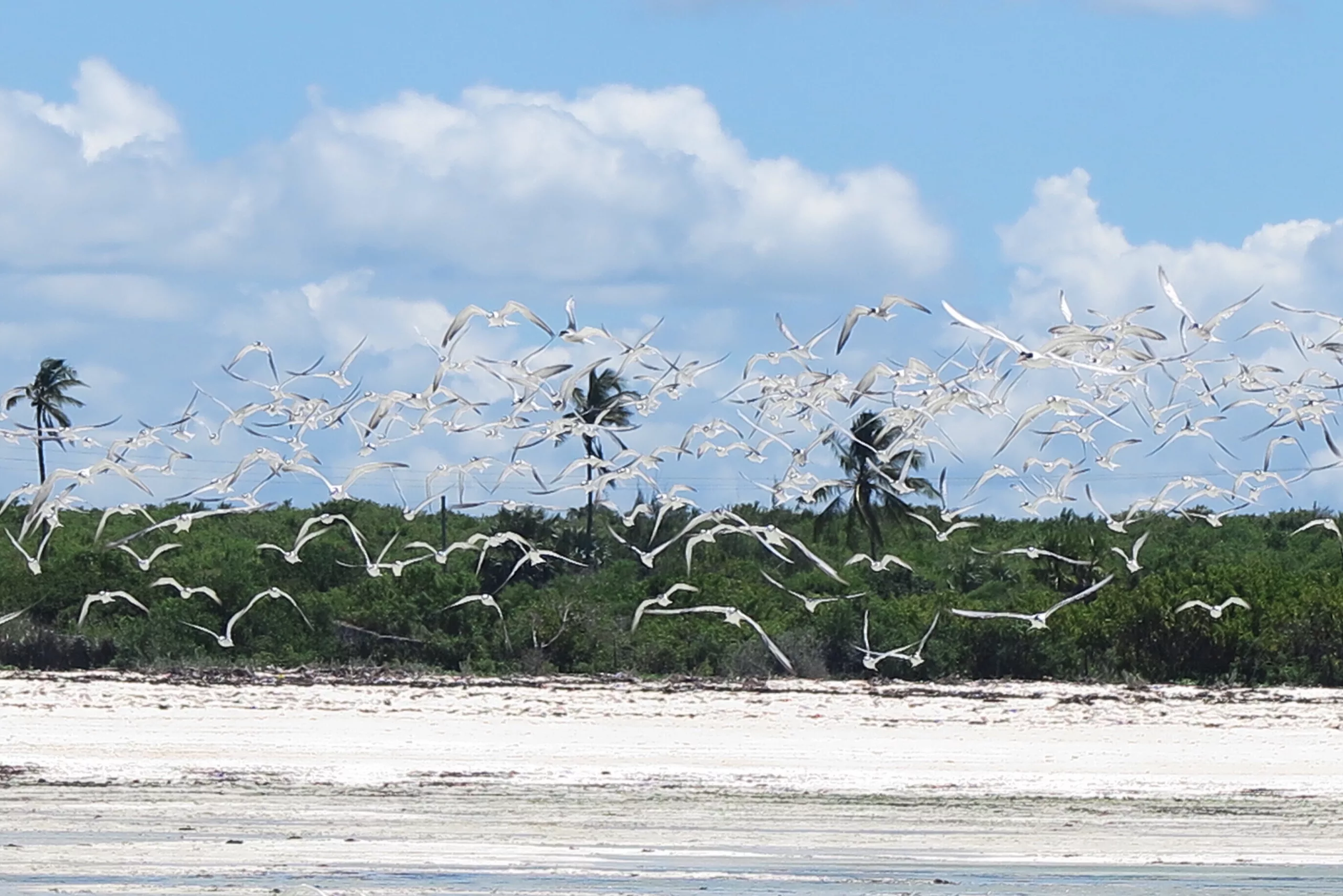 Two birds soaring skyward at dawn, wings outstretched in mirror-image — symbolizing the inner reunion of divided forces