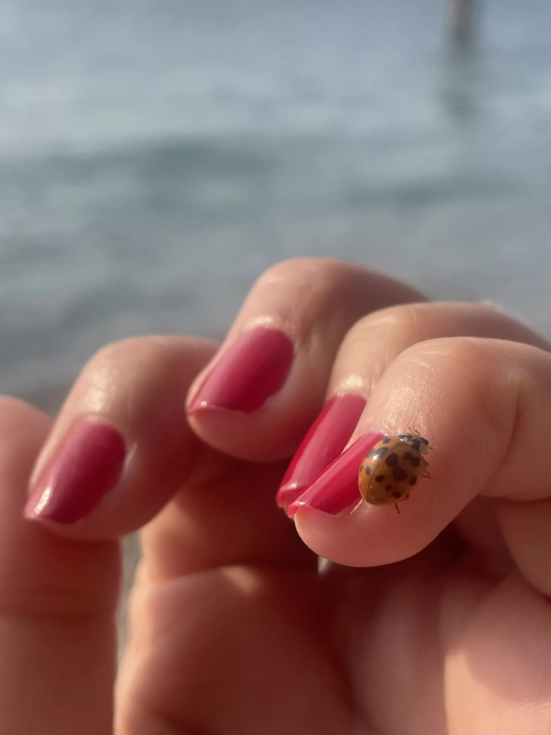 A delicate ladybug rests on a hand with red-painted nails, gently held above the calm surface of a lake, symbolizing the subtle connection between the microcosm and the natural world’s invisible energy fields