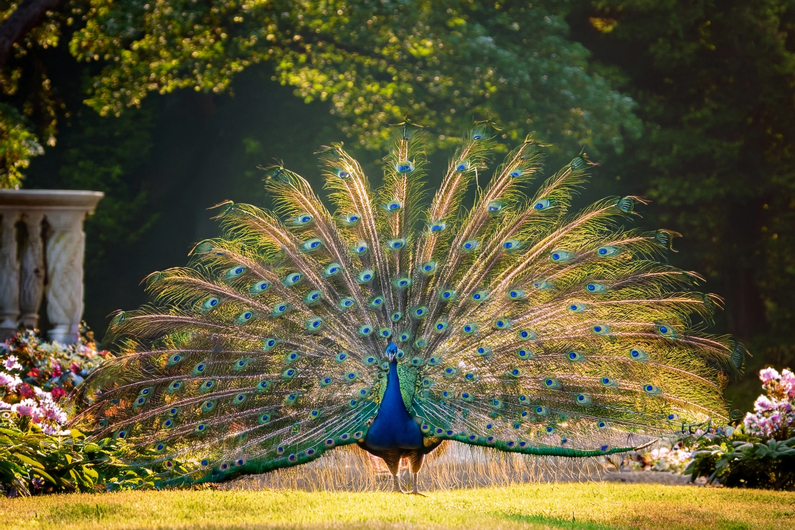 A peacock with its feathers fully opened, radiating vibrant colors and majesty — a symbol of inner beauty revealed, transformation embraced, and the soul’s true essence shining through