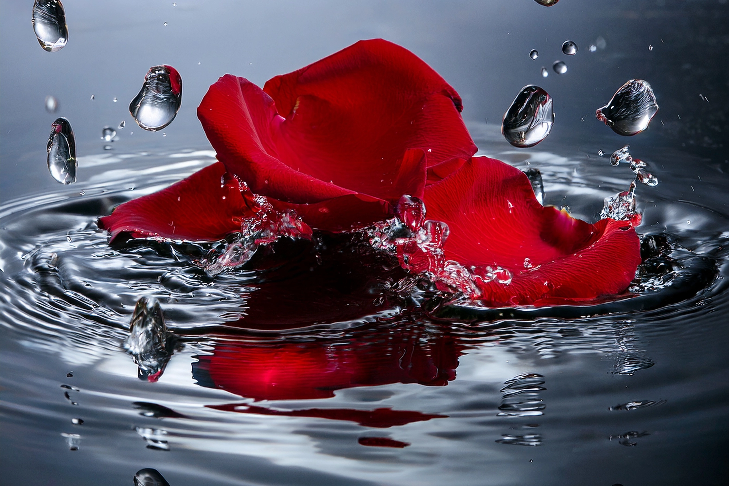 A close-up of rose petals gently floating on still water, symbolizing the delicate and peaceful presence of thoughts in a moment of silence