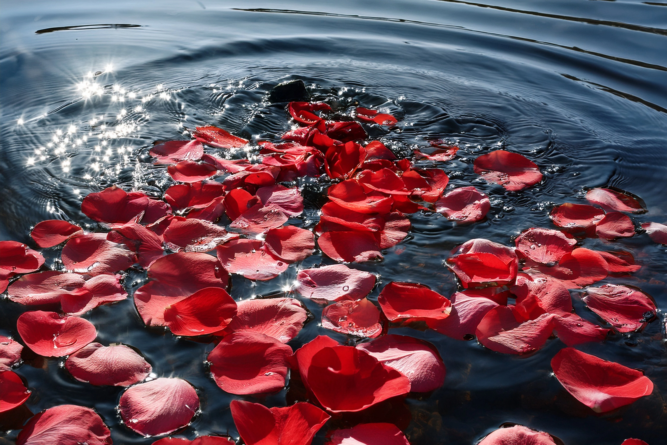 Rose petals drifting on water, symbolizing the gentle return of thoughts in the stillness of presence