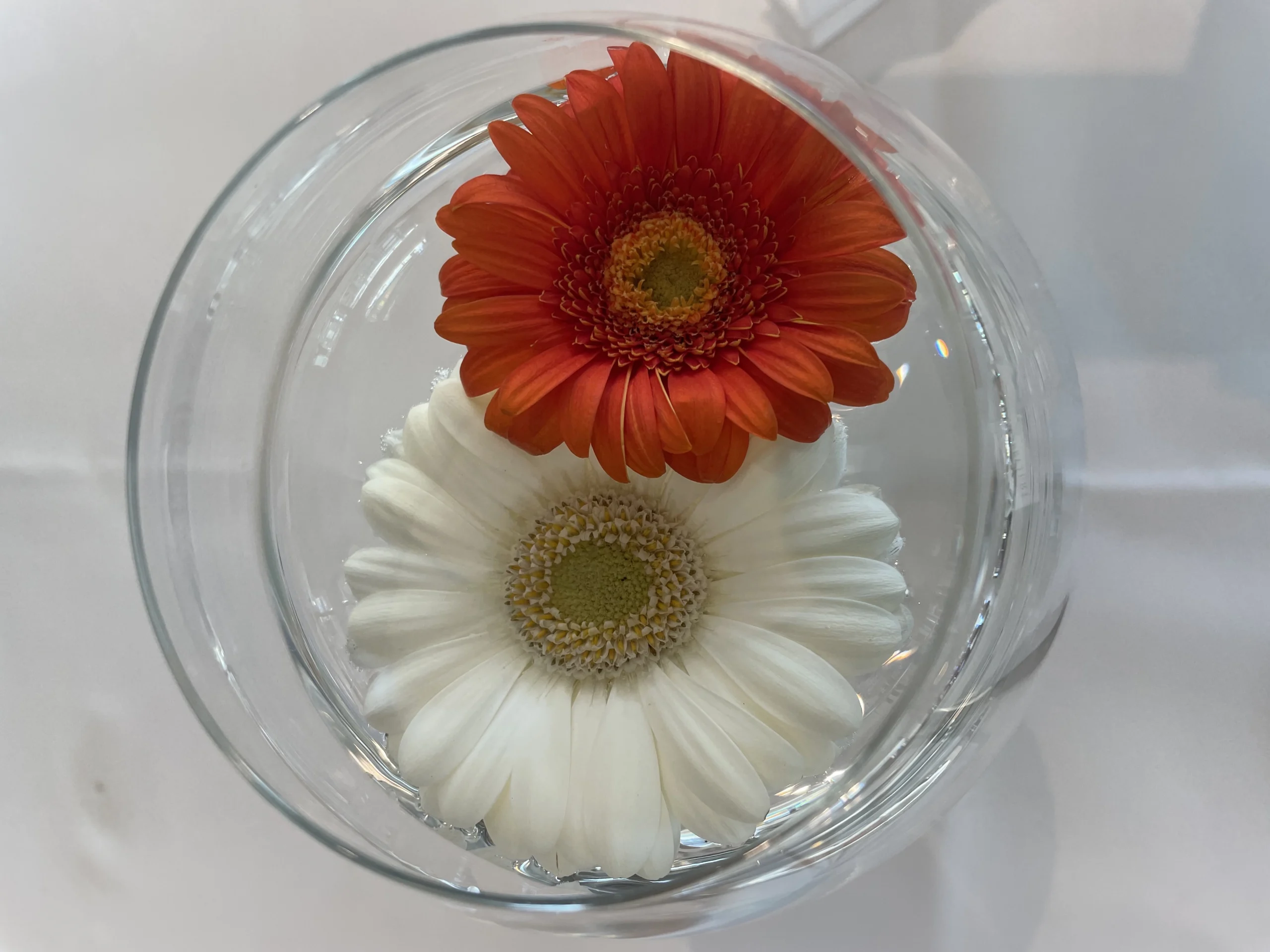 Two daisies, one white and one red, floating together in a large transparent glass of water, symbolizing harmony and inner reflection