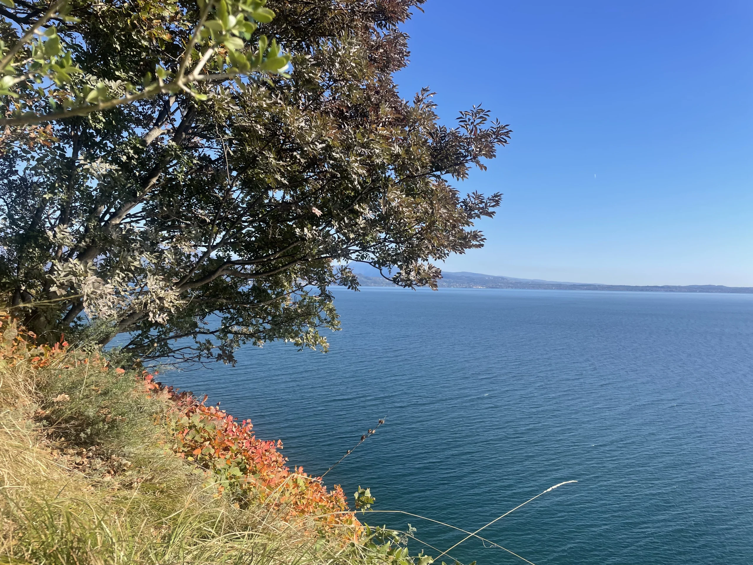 Soft autumn breeze moving through golden leaves, a figure facing the wind in quiet strength and openness